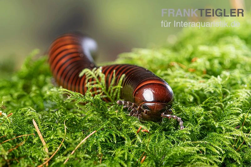 Riesiger Feuer-Tausendfüßer, Pelmatojulus Excisus 3 Riesiger Feuer-Tausendfüßer, Pelmatojulus Excisus – Bild 3