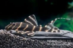 Ringelsocken-Harnischwels, L204, Panaqolus Albivermis "Flash Pleco" 4-5 Cm -Bestes Reptilien Geschäft Ringelsocken Harnischwels L204 Panaqolus albivermis Flash Pleco neu 1