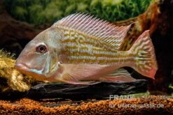 Rio-Negro-Erdfresser, Geophagus Winemilleri 5 Rio-Negro-Erdfresser, Geophagus Winemilleri -Bestes Reptilien Geschäft Rio Negro Erdfresser Geophagus winemilleri neu 3