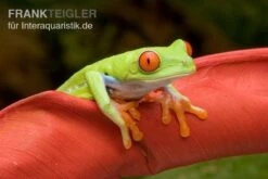 Rotaugenlaubfrosch, Agalychnis Callidryas DNZ -Bestes Reptilien Geschäft Rotaugenlaubfrosch Agalychnis callidryas 02