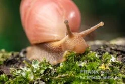 Rote Hausschnecke, Limicolaria Sp. "Deep Red" -Bestes Reptilien Geschäft Rote Hausschnecke Limicolaria sp Deep Red 4