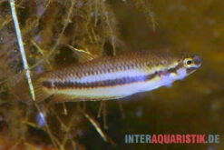 Roter Kampffisch, Betta Rubra -Bestes Reptilien Geschäft Roter Kampffisch Betta rubra paarweise 2