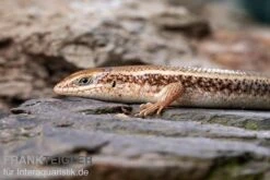 Roter Togo-Skink, Mabuya Perrotetii -Bestes Reptilien Geschäft Roter Togo Skink Mabuya perrotetii 1