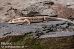 Roter Togo-Skink, Mabuya Perrotetii -Bestes Reptilien Geschäft Roter Togo Skink Mabuya perrotetii 2