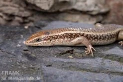 Roter Togo-Skink, Mabuya Perrotetii -Bestes Reptilien Geschäft Roter Togo Skink Mabuya perrotetii 3