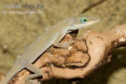 Rotkehlanolis, Anolis Carolinensis -Bestes Reptilien Geschäft Rotkehlanolis Anolis carolinensis 3