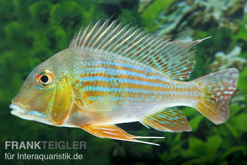 Rotstreifen-Erdfresser, Geophagus Surinamensis 1 Rotstreifen-Erdfresser, Geophagus Surinamensis