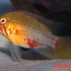 Rotstrich-Zwergbuntbarsch Rot-gold , Apistogramma Hongsloi Rot-gold, Paarweise