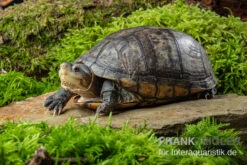 Rotwangen-Klappschildkröte, Kinosternon Cruentatum -Bestes Reptilien Geschäft Rotwangen Klappschildkroete Kinosternon cruentatum 2