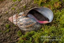Samt-Achatschnecke, Archachatina Marginata Suturalis "Ikom" -Bestes Reptilien Geschäft Samt Achatschnecke Archachatina marginata suturalis Ikom 3