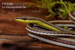 Sandrenn-Natter, Psammophis Elegans -Bestes Reptilien Geschäft Sandrenn Natter Psammophis elegans 03