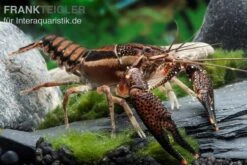 Scarface Flusskrebs, Procambarus Ouachitae