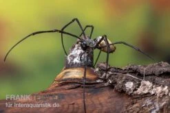 Schwarze Seidenspinne, Nephila Kuhlii -Bestes Reptilien Geschäft Schwarze Seidenspinne Nephila kuhlii 3