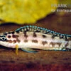 Schwarzweißer Schlankcichlide, Julidochromis Transcriptus Gombe