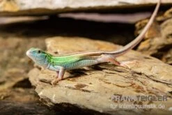 Sechsstreifen-Rennechse, Aspidoscelis Sexlineatus -Bestes Reptilien Geschäft Sechsstreifen Rennechse Aspidoscelis sexlineatus 3