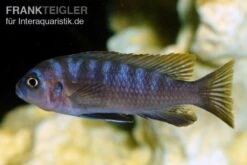 Sechsstreifen-Tilapia, Cynotilapia Afra "Jalo Reef", DNZ -Bestes Reptilien Geschäft Sechsstreifen Tilapia Cynotilapia afra 2