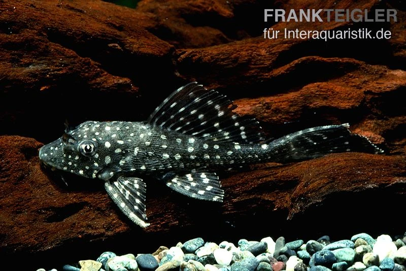 Goldflecken-Segelschilderwels, Glyptoperichthys Joselimaianus L001 2 Goldflecken-Segelschilderwels, Glyptoperichthys Joselimaianus L001 – Bild 2