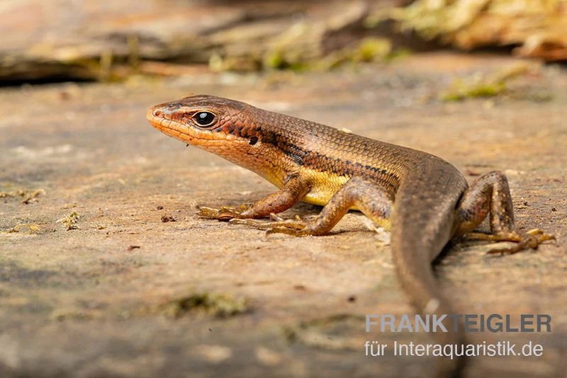 Senegal Mabuya, Trachylepis Affinis 2 Senegal Mabuya, Trachylepis Affinis – Bild 2