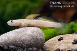 Cebu-Grundel, Sicyopus Cebuensis, 1 Paar 12 Cebu-Grundel, Sicyopus Cebuensis, 1 Paar -Bestes Reptilien Geschäft Sicyopus cebuensis 31