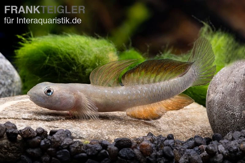 Cebu-Grundel, Sicyopus Cebuensis, 1 Paar 7 Cebu-Grundel, Sicyopus Cebuensis, 1 Paar – Bild 7