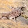 Sierra Leone Mauergecko, Tarentola Parvicarinata