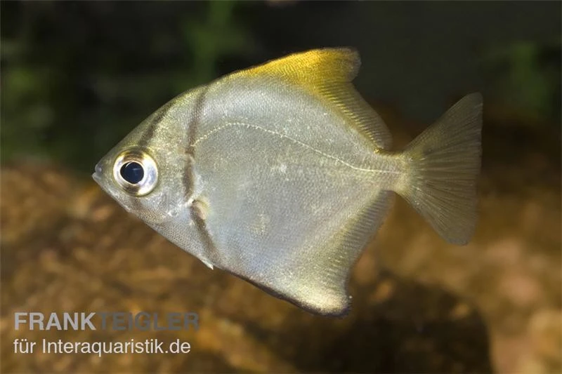 Silberflossenblatt, Monodactylus Argenteus 3 Silberflossenblatt, Monodactylus Argenteus – Bild 3