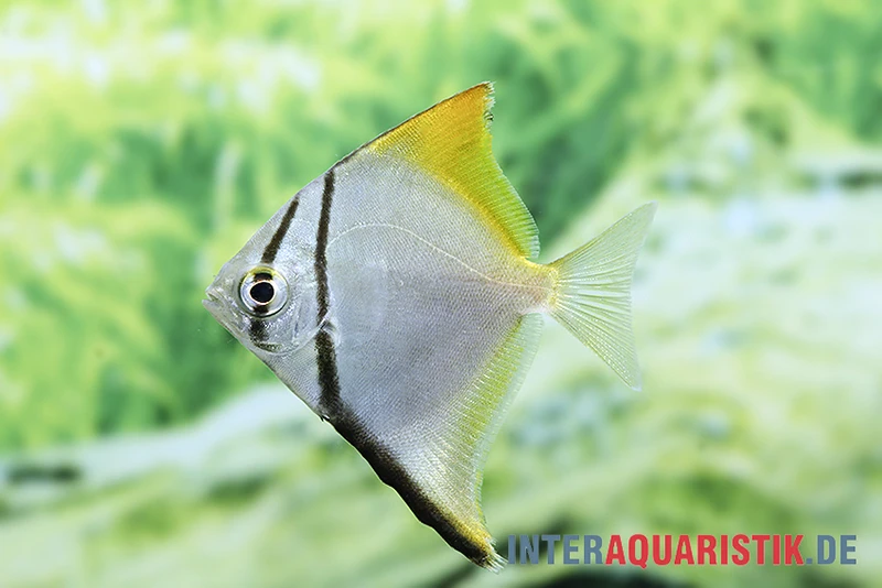 Silberflossenblatt, Monodactylus Argenteus 2 Silberflossenblatt, Monodactylus Argenteus – Bild 2