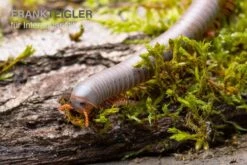 Silberner Tausendfüßer, Aulacobolus Unicatus "Silver" 5 Silberner Tausendfüßer, Aulacobolus Unicatus "Silver" -Bestes Reptilien Geschäft Silberner Tausendfuesser Aulacobolus unicatus Silver 3