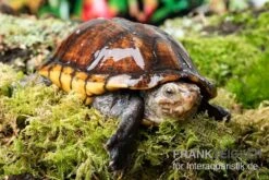 Skorpions-Klappschildkröte, Kinosternon Scorpioides -Bestes Reptilien Geschäft Skorpions Klappschildkroete Kinosternon scorpioides 3