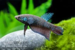 Smaragd-Kampffisch, Betta Smaragdina, Paarweise