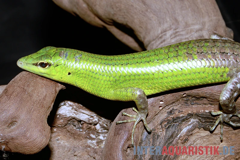 Smaragdgrüner Glanzskink, Lamprolepis Smaragdina 2 Smaragdgrüner Glanzskink, Lamprolepis Smaragdina – Bild 2