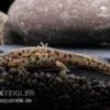 Spanischer Rippenmolch, Pleurodeles Waltl