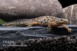 Spanischer Rippenmolch, Pleurodeles Waltl -Bestes Reptilien Geschäft Spanischer Rippenmolch Pleurodeles waltl 3