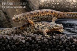 Spanischer Rippenmolch, Pleurodeles Waltl -Bestes Reptilien Geschäft Spanischer Rippenmolch Pleurodeles waltl 5