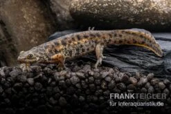 Spanischer Rippenmolch, Pleurodeles Waltl -Bestes Reptilien Geschäft Spanischer Rippenmolch Pleurodeles waltl 7