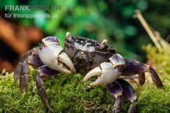 Spider Crab Sp. Blue, Neosarmatium Rotundifrons 10 Spider Crab Sp. Blue, Neosarmatium Rotundifrons -Bestes Reptilien Geschäft Spider Crab Blue 13