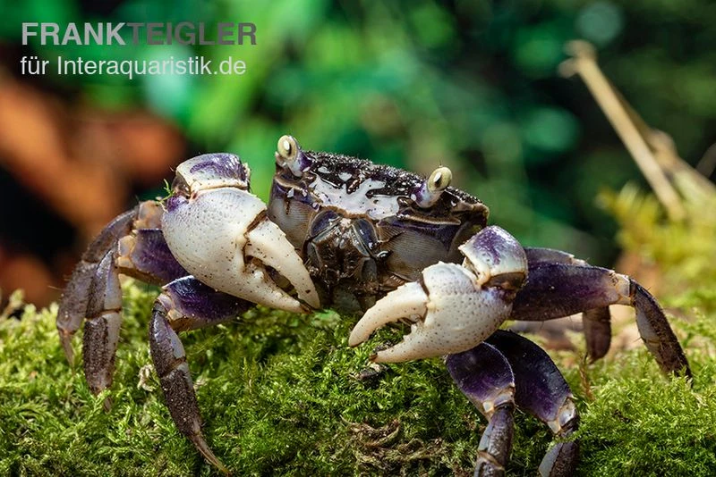 Spider Crab Sp. Blue, Neosarmatium Rotundifrons 5 Spider Crab Sp. Blue, Neosarmatium Rotundifrons – Bild 5