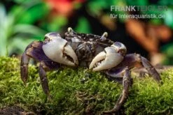 Spider Crab Sp. Blue, Neosarmatium Rotundifrons 9 Spider Crab Sp. Blue, Neosarmatium Rotundifrons -Bestes Reptilien Geschäft Spider Crab Blue 9