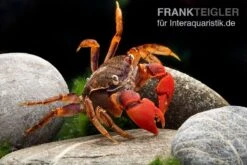 Spider Crab Sp. Extreme Red, Neosarmatium Cf. Meinerti -Bestes Reptilien Geschäft Spider Crab Red 12