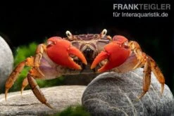 Spider Crab Sp. Extreme Red, Neosarmatium Cf. Meinerti -Bestes Reptilien Geschäft Spider Crab Red 14