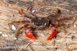 Spider Crab Sp. Extreme Red, Neosarmatium Cf. Meinerti -Bestes Reptilien Geschäft Spider Crab Red 3