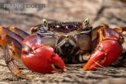 Spider Crab Sp. Extreme Red, Neosarmatium Cf. Meinerti -Bestes Reptilien Geschäft Spider Crab Red 7