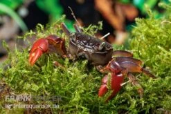 Spider Crab Sp. Extreme Red, Neosarmatium Cf. Meinerti -Bestes Reptilien Geschäft Spider Crab Red 8 1
