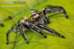 Springspinne, Hyllus Diardi -Bestes Reptilien Geschäft Springspinne Hyllus diardi 5