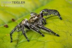 Springspinne, Hyllus Diardi -Bestes Reptilien Geschäft Springspinne Hyllus diardi 6