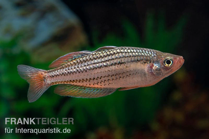 Starche-Creek-Regenbogenfisch, Melanotaenia Maccullochi "Starche Creek", 5 Tiere 1 Starche-Creek-Regenbogenfisch, Melanotaenia Maccullochi "Starche Creek", 5 Tiere