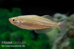 Starche-Creek-Regenbogenfisch, Melanotaenia Maccullochi "Starche Creek", 5 Tiere 8 Starche-Creek-Regenbogenfisch, Melanotaenia Maccullochi "Starche Creek", 5 Tiere -Bestes Reptilien Geschäft Starche Creek Regenbogenfisch Melanotaenia maccullochi Starche Creek 4