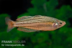 Starche-Creek-Regenbogenfisch, Melanotaenia Maccullochi "Starche Creek", 5 Tiere 9 Starche-Creek-Regenbogenfisch, Melanotaenia Maccullochi "Starche Creek", 5 Tiere -Bestes Reptilien Geschäft Starche Creek Regenbogenfisch Melanotaenia maccullochi Starche Creek 5