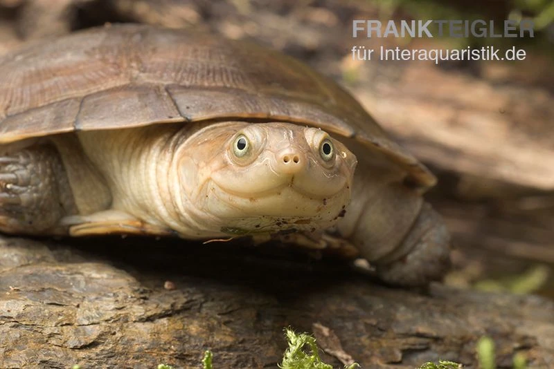 Starrbrust-Pelomeduse, Pelomedusa Subrufa 3 Starrbrust-Pelomeduse, Pelomedusa Subrufa – Bild 3