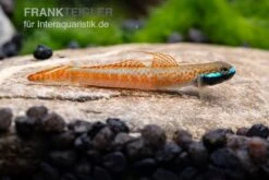 Annieae-Grundel, Stiphodon Annieae, 1 Paar -Bestes Reptilien Geschäft Stiphodon annieae 18